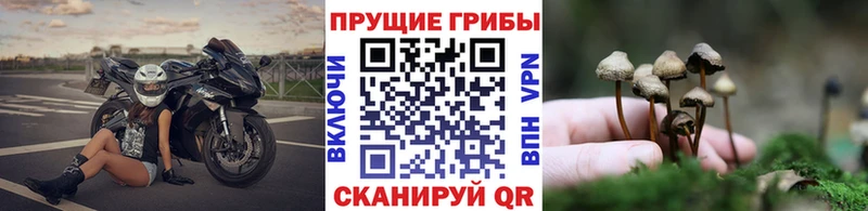 hydra ССЫЛКА  Самара  Псилоцибиновые грибы Magic Shrooms 
